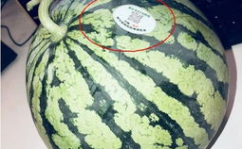 网红吃瓜社区,网红社区里的博洋9号与红岘西瓜甜蜜风暴